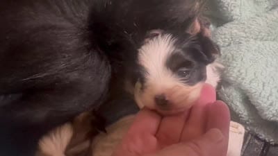 Shorkie Ruthie , a female Shorkie for sale in Selmer, TN – 3 of 9
