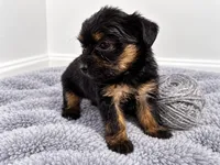 Gray girl , a female Shihpoo and Yorkshire Terrier for sale in Selmer, TN – 2 of 6