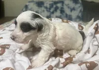 Zoro, a male Doxiepoo for sale in Selmer, TN – 9 of 10