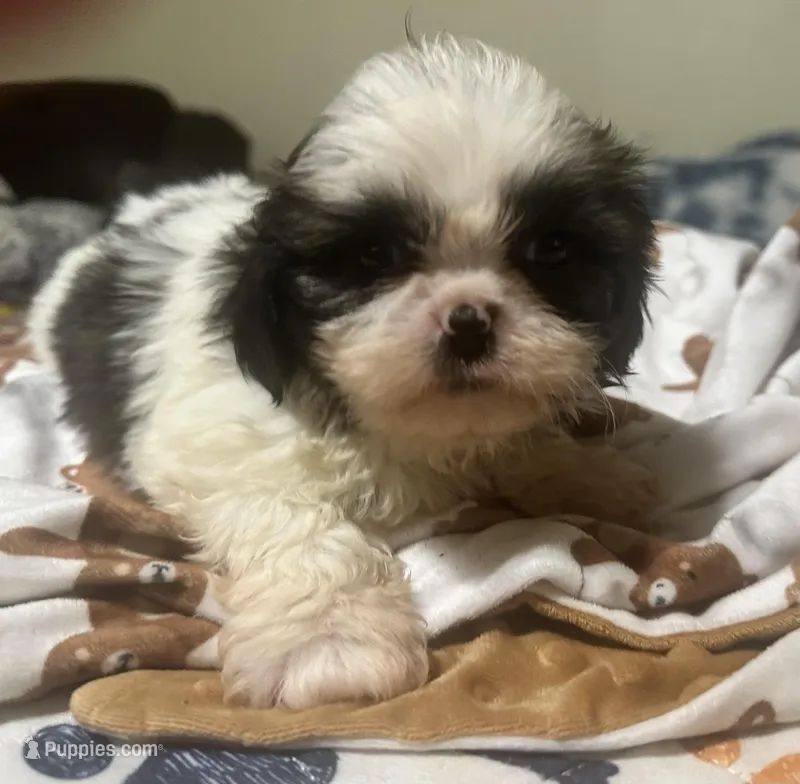 Shih Tzu male 1  – Shih Tzu puppy for sale in Selmer, TN