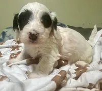 Zoro, a male Doxiepoo for sale in Selmer, TN – 5 of 10