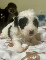 Zoro, a male Doxiepoo for sale in Selmer, TN – 7 of 10