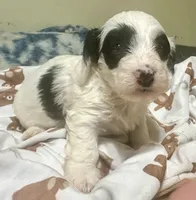Zoro, a male Doxiepoo for sale in Selmer, TN – 3 of 10