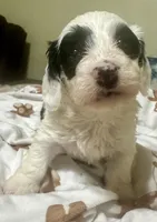Zoro, a male Doxiepoo for sale in Selmer, TN – 2 of 10