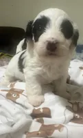 Zoro, a male Doxiepoo for sale in Selmer, TN – 1 of 10