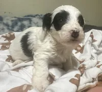 Zoro, a male Doxiepoo for sale in Selmer, TN – 6 of 10