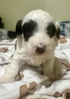 Zoro, a male Doxiepoo for sale in Selmer, TN – 4 of 10