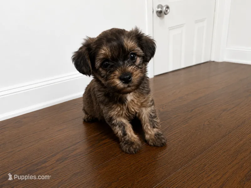 Yorkiepoo blue boy 2  – Yorkshire Terrier, Poodle - Toy  puppy for sale in Selmer, TN