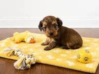Yorkiepoo yellow boy 3 , a male Yorkshire Terrier and Poodle - Toy  for sale in Selmer, TN – 2 of 7