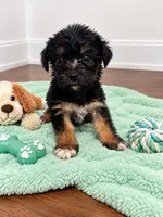 Green boy , a male Shihpoo and Yorkshire Terrier for sale in Selmer, TN – 2 of 6