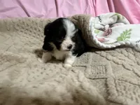 Tommy, a male Shih Tzu for sale in Selmer, TN – 4 of 10