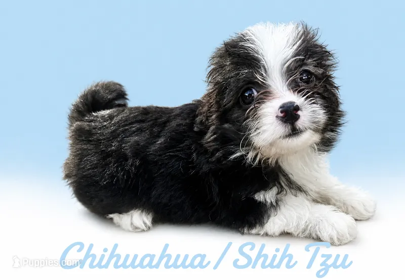 Tommy – Chihuahua, Shih Tzu puppy for sale in Selmer, TN