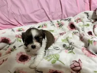 Tabby , a female Shih Tzu for sale in Selmer, TN – 5 of 10