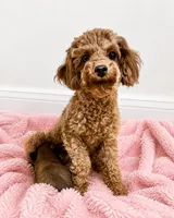 Yorkiepoo yellow boy 3 , a male Yorkshire Terrier and Poodle - Toy  for sale in Selmer, TN – 6 of 7