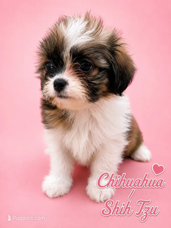 Tabby  – Chihuahua, Shih Tzu puppy for sale in Selmer, TN