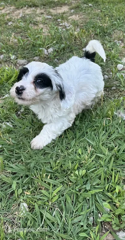 Zoro – Doxiepoo puppy for sale in Selmer, TN