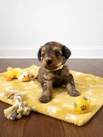 Yorkiepoo yellow boy 3 , a male Yorkshire Terrier and Poodle - Toy  for sale in Selmer, TN – 3 of 7