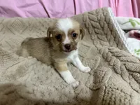 Titan, a male Shih Tzu for sale in Selmer, TN – 2 of 10
