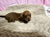 Brody, a male Miniature Dachshund for sale in Selmer, TN – 4 of 10