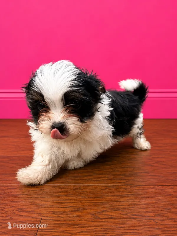 Shorkie Ruthie  – Shih Tzu, Yorkshire Terrier puppy for sale in Selmer, TN