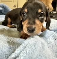 Otto, a male Miniature Dachshund for sale in Selmer, TN – 6 of 10