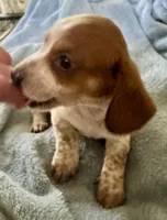 Oliver , a male Miniature Dachshund for sale in Selmer, TN – 4 of 9