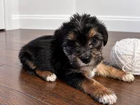 White boy , a male Shihpoo and Yorkshire Terrier for sale in Selmer, TN – 4 of 7