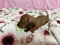 Bayley, a female Miniature Dachshund for sale in Selmer, TN – 2 of 10