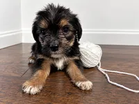 White boy , a male Shihpoo and Yorkshire Terrier for sale in Selmer, TN – 5 of 7
