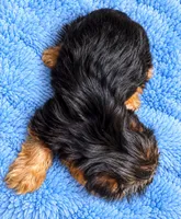 Blue boy , a male Yorkshire Terrier for sale in Selmer, TN – 5 of 7