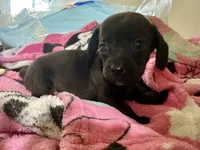 Olivia , a female Miniature Dachshund for sale in Selmer, TN – 10 of 10