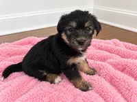 Pink girl, a female Shihpoo and Yorkshire Terrier for sale in Selmer, TN – 5 of 8