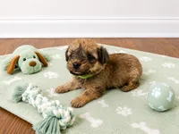 Yorkiepoo boy green , a male Yorkshire Terrier and Poodle - Toy  for sale in Selmer, TN – 3 of 7