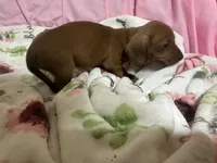 Bayley, a female Miniature Dachshund for sale in Selmer, TN – 3 of 10