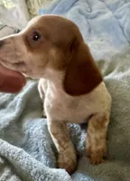 Oliver , a male Miniature Dachshund for sale in Selmer, TN – 3 of 9