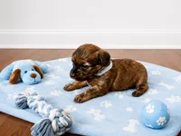 Yorkiepoo blue boy 2 , a male Yorkshire Terrier and Poodle - Toy  for sale in Selmer, TN – 2 of 8