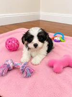 Shorkie girl , a female Shih Tzu and Yorkshire Terrier for sale in Selmer, TN – 2 of 7