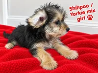 Red girl ready , a female Shihpoo and Yorkshire Terrier for sale in Selmer, TN – 1 of 5