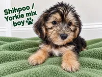 Green boy ready, a male Shihpoo and Yorkshire Terrier for sale in Selmer, TN – 1 of 5