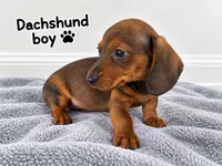 gray boy Dachshund , a male Miniature Dachshund for sale in Selmer, TN – 1 of 5