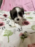Tabby , a female Shih Tzu for sale in Selmer, TN – 1 of 10