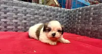 Shih Tzu female 3 , a female Shih Tzu for sale in Selmer, TN – Photo 9 of 10