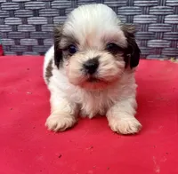Shih Tzu female 3 , a female Shih Tzu for sale in Selmer, TN – Photo 6 of 10