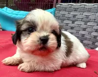 Shih Tzu female 3 , a female Shih Tzu for sale in Selmer, TN – Photo 2 of 10