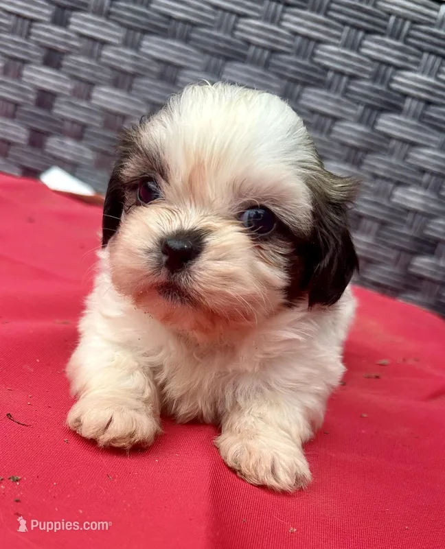 Shih Tzu female 3 , a female Shih Tzu for sale in Selmer, TN – Photo 1 of 10