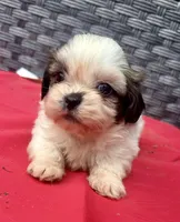 Shih Tzu female 3 , a female Shih Tzu for sale in Selmer, TN – Photo 1 of 10