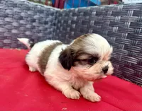 Shih Tzu female 3 , a female Shih Tzu for sale in Selmer, TN – Photo 8 of 10