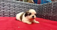 Shih Tzu female 3 , a female Shih Tzu for sale in Selmer, TN – Photo 7 of 10