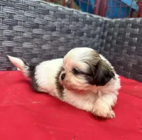 Shih Tzu female 3 , a female Shih Tzu for sale in Selmer, TN – Photo 5 of 10