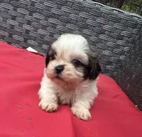 Shih Tzu female 3 , a female Shih Tzu for sale in Selmer, TN – Photo 3 of 10